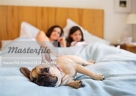 Dog relaxing with couple in bed