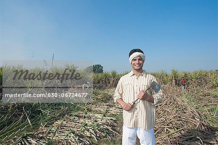 Farmer harvesting sugar cane field with an axe, Sonipat, Haryana, India