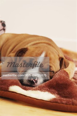 Staffordshire Bull Terrier sleeping on a blanket