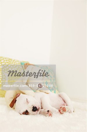 Sleeping Staffordshire Bull Terrier and stuffed dog Sleeping Staffordshire Bull Terrier and stuffed dog