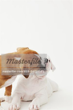 Staffordshire Bull Terrier puppies playing