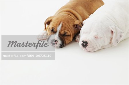 Staffordshire Bull Terrier puppies sleeping on the floor