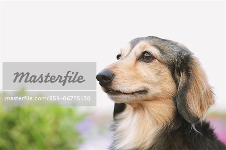 Dachshund