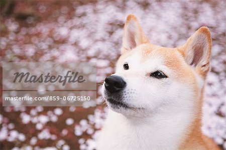 Shiba inu and cherry flowers Shiba inu and cherry flowers