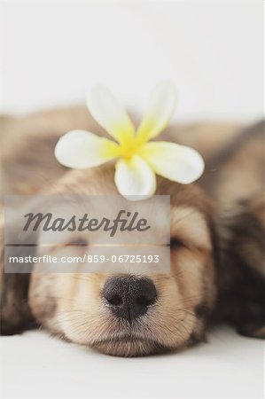 Puppy sleeping and flower