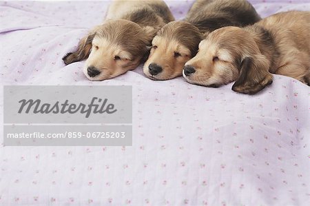 Puppies sleeping on a blanket