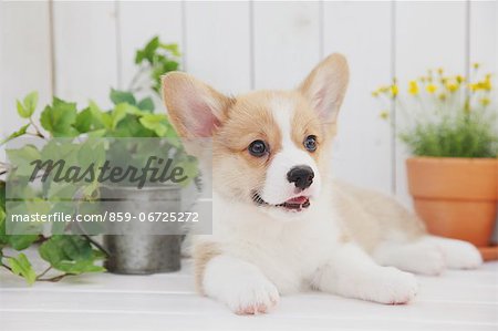 Corgi puppy and plants