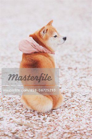 Shiba Inu and cherry blossoms on the ground