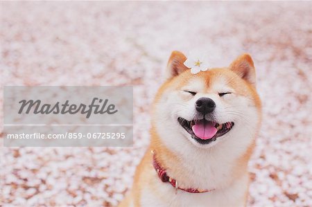 Shiba Inu