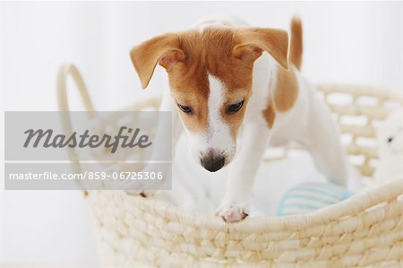 Jack Russell Terrier in a basket