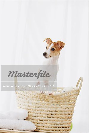 Jack Russell Terrier in a basket