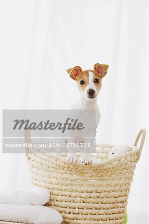 Jack Russell Terrier in a basket