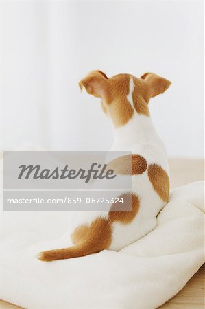 Jack Russell Terrier on a towel