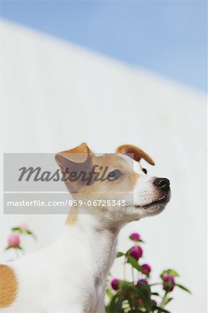 Jack Russell Terrier