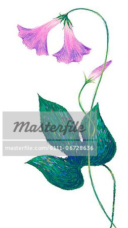 Flowering Plant On White Background