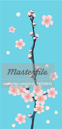 Cherry Blossom On Colored Background