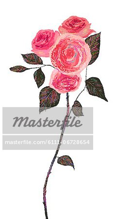 Pink Rose Plant On White Background