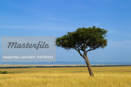 Acacia Tree on the Savanna, Maasai Mara National Reserve, Kenya Acacia Tree on the Savanna, Maasai Mara National Reserve, Kenya