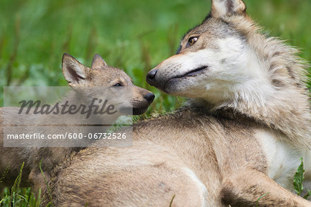 Timber wolves (Canis lupus lycaon), adult with cub, Game Reserve, Bavaria, Germany