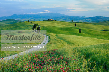 Path passing through green fields treelined with cypress trees and Mount Amiata in background. Pienza, Siena Province, Val d´Orcia, Tuscany, Italy, Mediterranean Area.