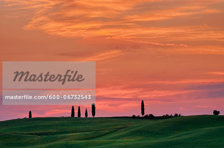 Cypress trees with sunset sky. Pienza, Siena Province, Val d´Orcia, Tuscany, Italy. Cypress trees with sunset sky. Pienza, Siena Province, Val d´Orcia, Tuscany, Italy.