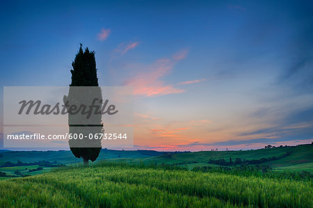 Cypress trees with sunset sky. Val d´Orcia, Pienza, Tuscany, Siena Province, Mediterranean Area, Italy.