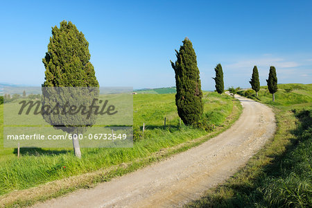 Treelined Road with Cypress Trees. Val d´Orcia, Tuscany, Siena Province, Mediterranean Area, Italy.