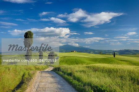 Cypress trees along country road, through green fields. Pienza, Val d´Orcia, Siena Province, Tuscany, Italy.