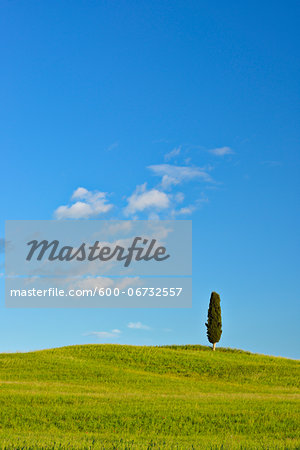 Cypress tree in green field. Pienza, Val d´Orcia, Siena Province, Tuscany, Italy.