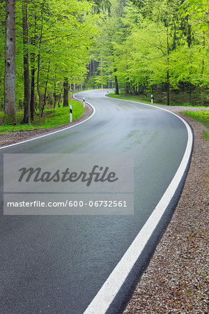 Winding road through forest in spring with lush green foliage. Bavaria, Germany.