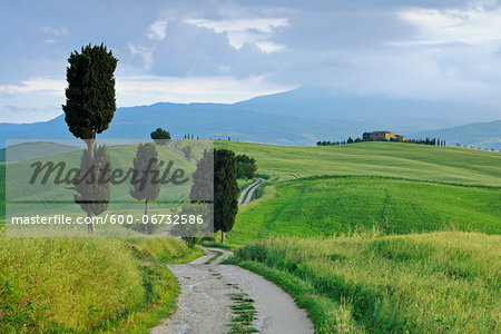 Cypress trees along country road. Pienza, Val d'Orcia, Tuscany, Italy.