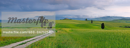 Cypress trees along country road, green fields. Pienza, Val d'Orcia, Tuscany, Italy. Cypress trees along country road, green fields. Pienza, Val d'Orcia, Tuscany, Italy.