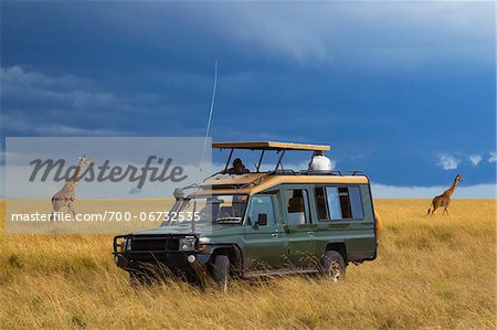 Masai giraffes (Giraffa camelopardalis tippelskirchi) and safari jeep in the Masai Mara National Reserve, Kenya, Africa. Masai giraffes (Giraffa camelopardalis tippelskirchi) and safari jeep in the Masai Mara National Reserve, Kenya, Africa.
