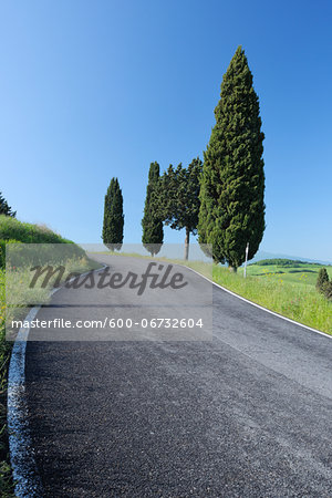 Rural Road lined with Cypress Trees (Cupressus sempervirens). Pienza, Siena district, Tuscany, Toscana, Italy.