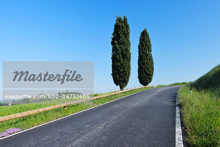 Rural Road lined with Cypress Trees (Cupressus sempervirens). Pienza, Siena district, Tuscany, Toscana, Italy.