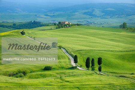 Track passing through green fields with cypress trees. Pienza, Siena Province, Val d´Orcia, Tuscany, Italy.