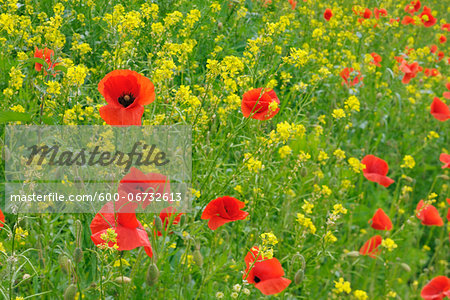 Red poppy (Papaver Rhoeas) in meadow. Bavaria, Germany.