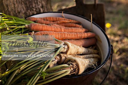 Fresh Vegetables, Croatia, Slavonia, Europe