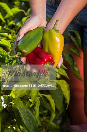 Person Holding Fresh Bell Pepper In Hands, Croatia, Slavonia, Europe