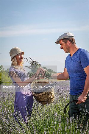 Harvesting Lavender, Croatia, Dalmatia, Europe