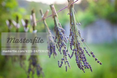 Lavender Bunches Drying In The Sun, Croatia, Dalmatia, Europe