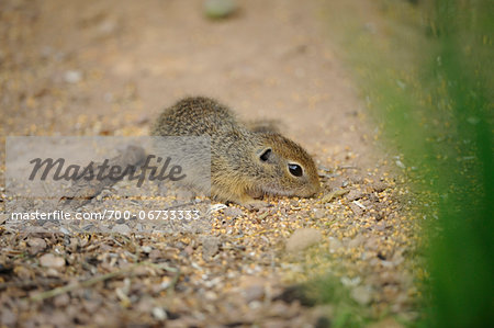 European ground squirrel (Spermophilus citellus) young, Bavaria, Germany