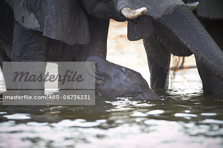 A herd of African elephants (Loxodonta Africana) on the banks of the Chobe River in Botswana drinking water, with juveniles and a calf