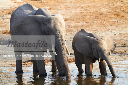 A herd of African elephants (Loxodonta Africana) on the banks of the Chobe River in Botswana drinking water, with juveniles and a calf