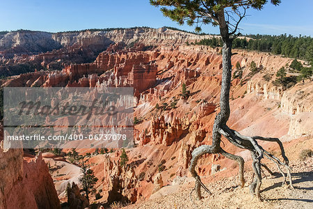 Lonely tree overlooking the amphitheater in Bryce Canyon.