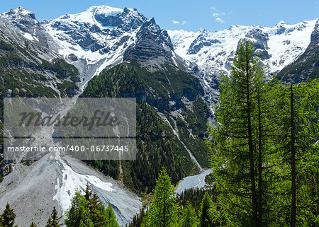 Summer Stelvio Pass with fir forest and snow on mountainside (Italy)