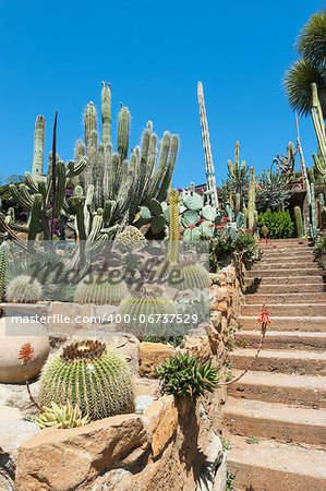Cactus in the garden of exotic plants Pallanca in Bordighera, Italy. Giardino Esotico Pallanca.
