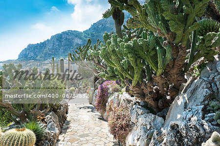 Fragment of a garden of cacti and succulents in Monaco. Jardin Exotique de Monaco.