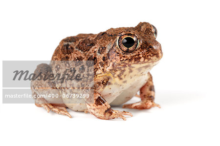 A southern African sand frog (Tomopterna cryptotis) on white