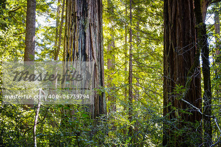 A Stand of California Redwood Sequoia Pine in Sunlight.